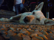 Terobosan Baru dalam Fisika Kuantum: Penelitian Terkini dari arXiv Mengungkap Potensi Komputasi Kuantum Masa Depan