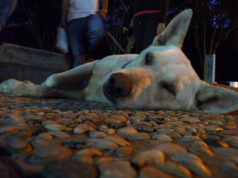 Terobosan Baru dalam Fisika Kuantum: Penelitian Terkini dari arXiv Mengungkap Potensi Komputasi Kuantum Masa Depan