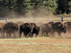 NSA Rilis Panduan Keamanan Nasional tentang Ancaman Fast Flux