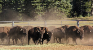 NSA Rilis Panduan Keamanan Nasional tentang Ancaman Fast Flux