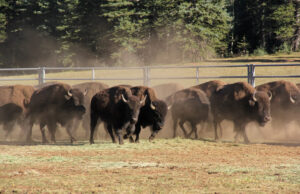 NSA Rilis Panduan Keamanan Nasional tentang Ancaman Fast Flux